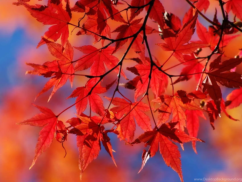 Japanese Maple Leaves Autumn Background HD wallpaper