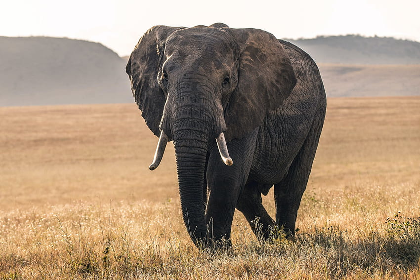 Elephant, horn, animal, africa HD wallpaper