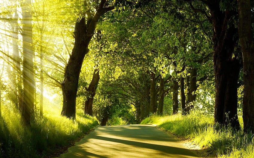 Дървета, природа, лято, лъчи, греди, път, зеленина, слънчева светлина HD тапет