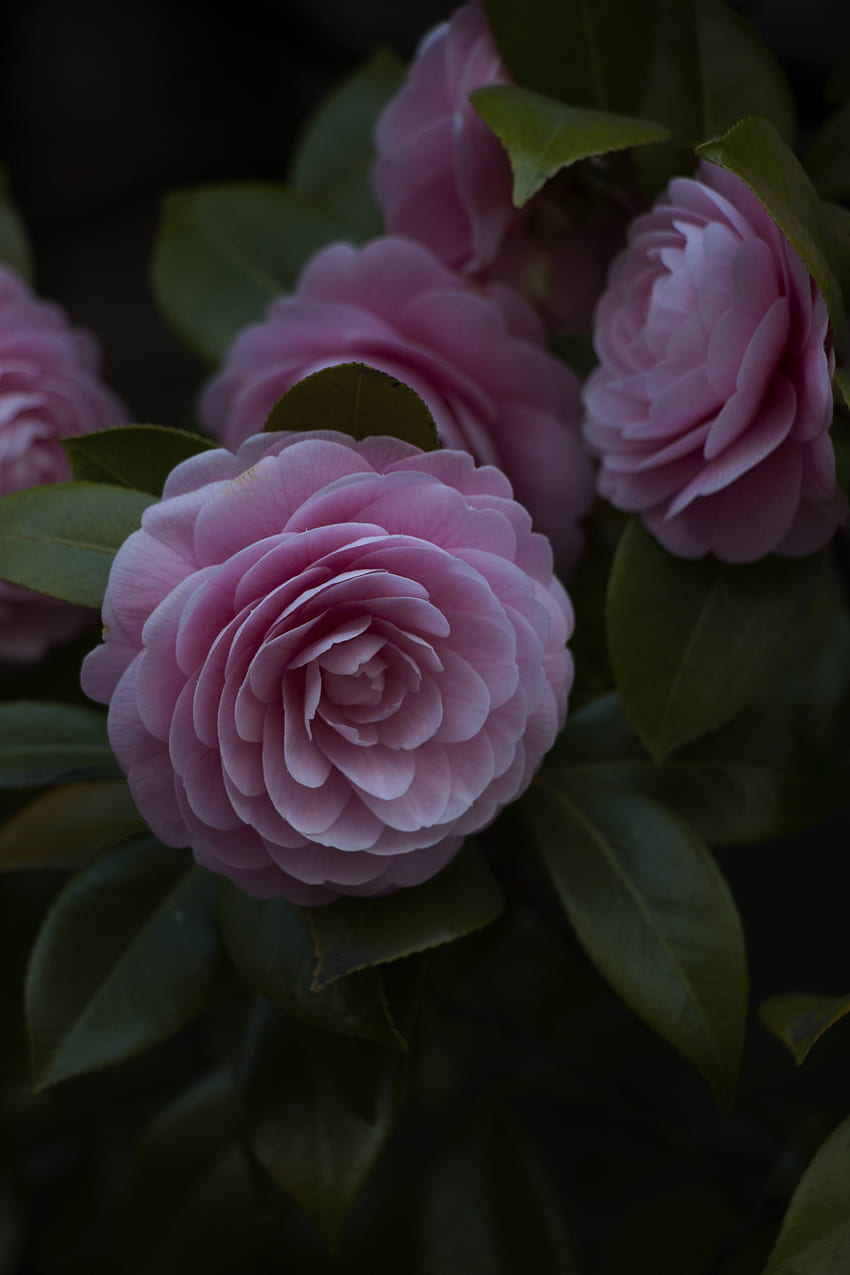 Blumen, Rosa, Blume, Pflanze, Nahaufnahme, Blüte, Blüte HD-Handy-Hintergrundbild