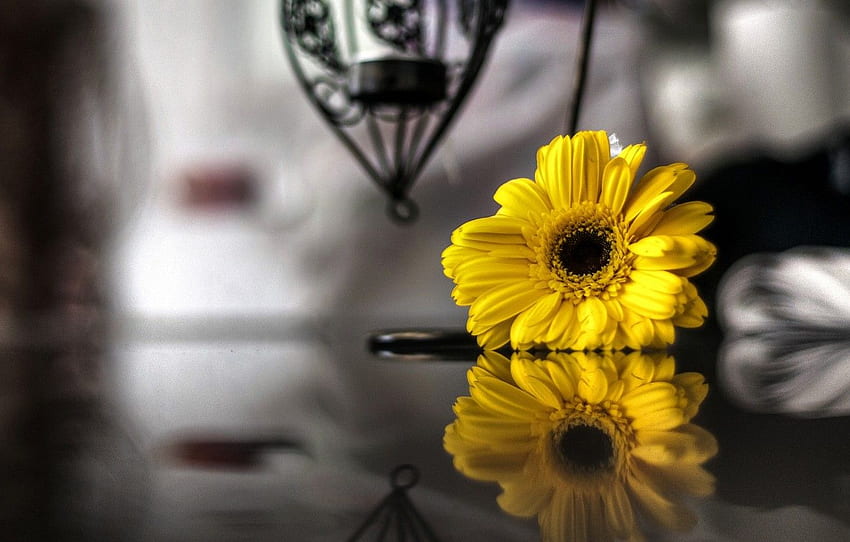 Flowers, yellow, reflection, background, , black and white, , blur, ,  flowers, , background, bokeh, full screen, , for , section цветы - HD  wallpaper | Pxfuel