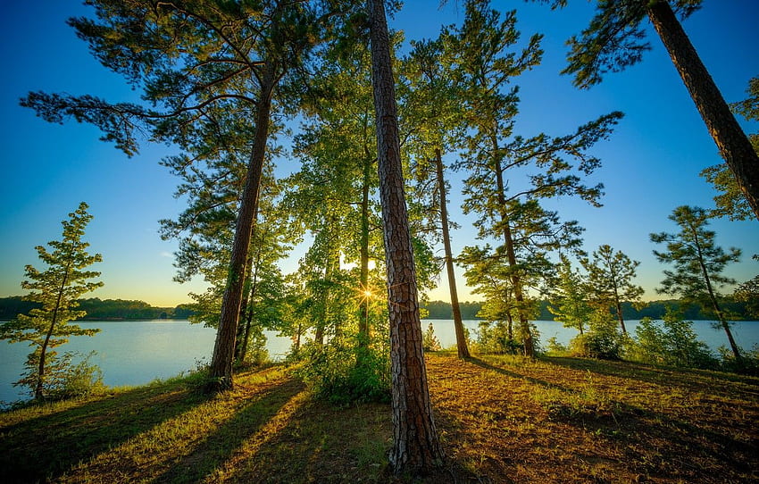 木、湖、松、アラバマ州、アラバマ州、ウェスト ポイント湖、アラバマ州の風景 高画質の壁紙