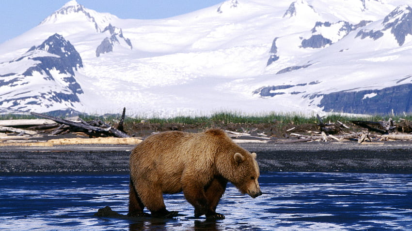 Alaska Background, Alaska Wildlife HD wallpaper