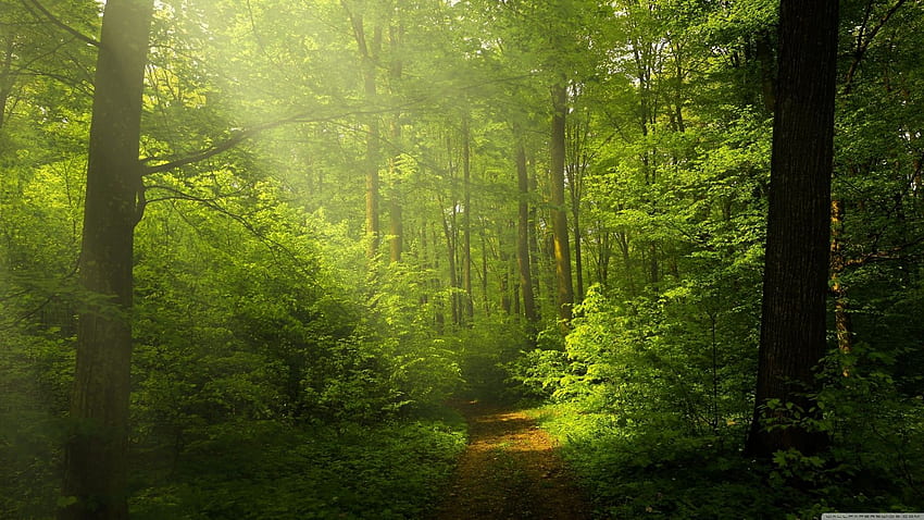 Dreamy Walkwayest -, 1600X900 Forest HD wallpaper