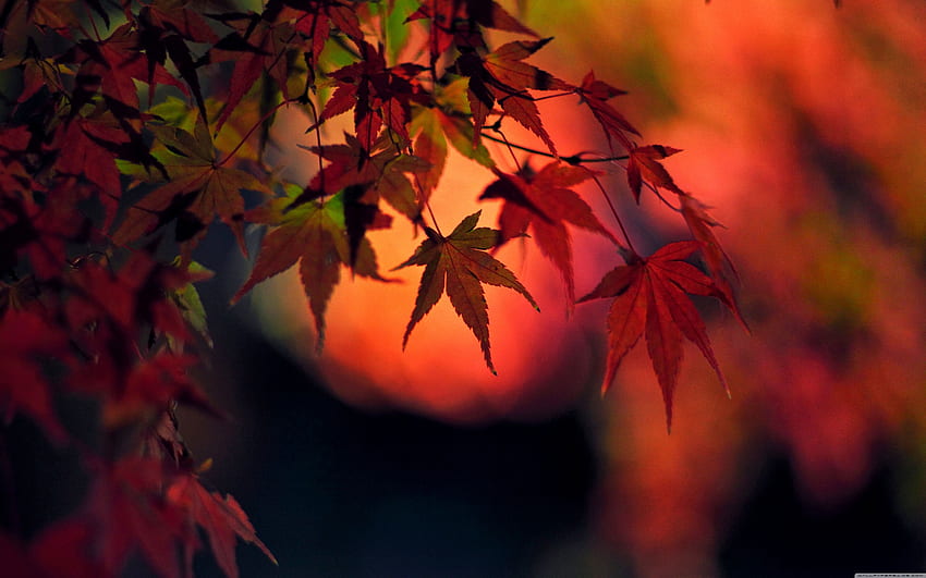 Sunset, Red Japanese Maple Leaves ❤ for HD wallpaper