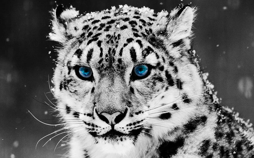 nieve invierno ojos irbis leopardo blanco, , Ojos azules de leopardo de las nieves fondo de pantalla