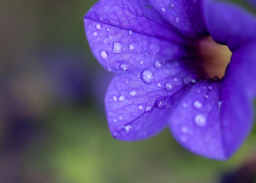 Pluies de printemps - Son point de vue de chez elle Fond d'écran HD