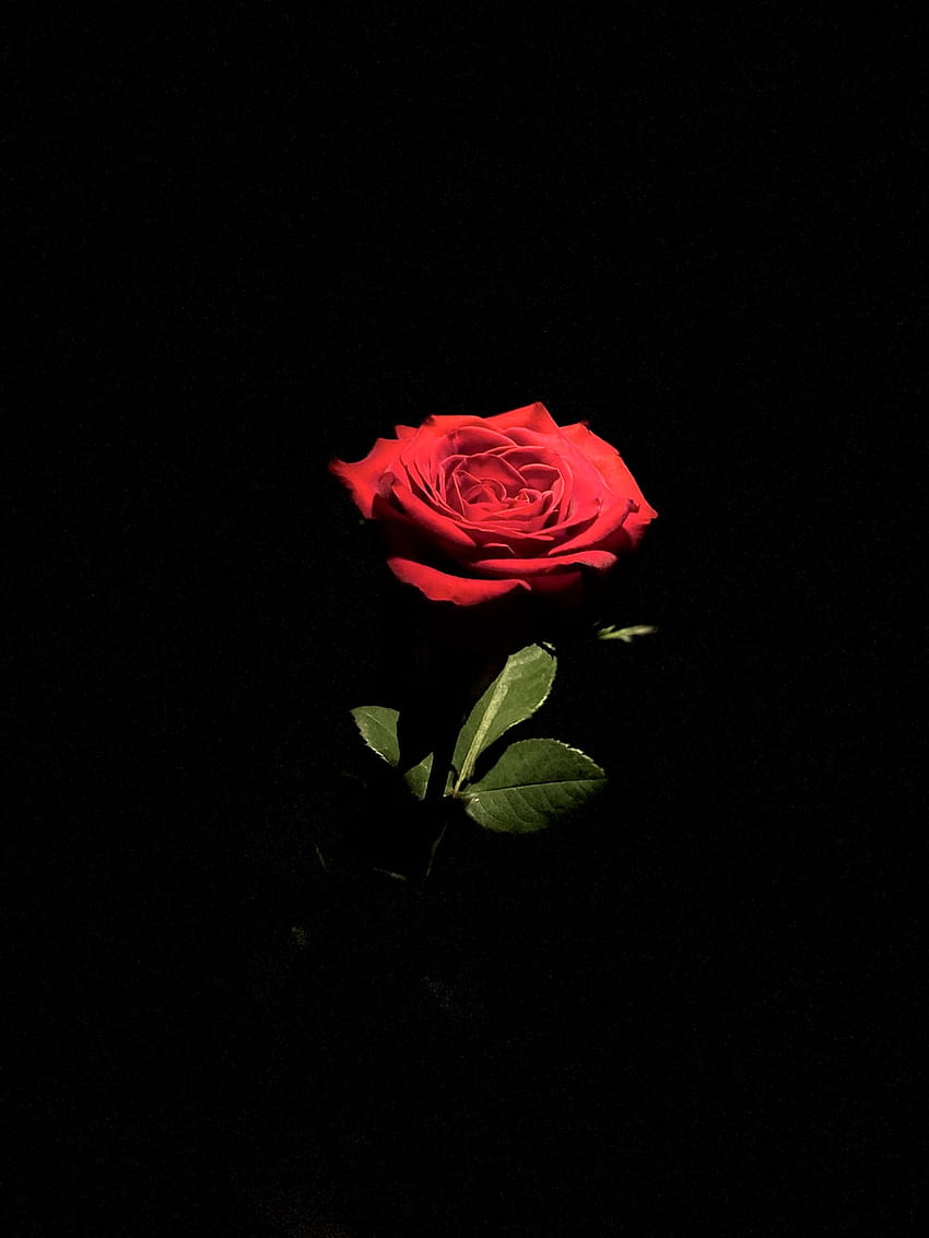 mawar merah muda mekar dengan latar belakang hitam – Lembah Oro di Unsplash, Aesthetic Black dan Red Rose wallpaper ponsel HD