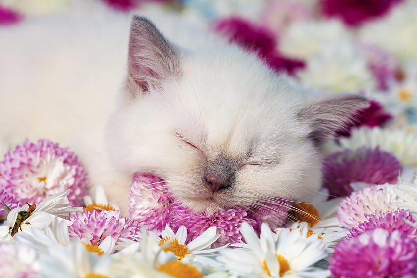 잠자는 새끼 고양이, pisica, 동물, 새끼 고양이, 분홍색, 흰색, 꽃, 고양이, 수면 HD 월페이퍼