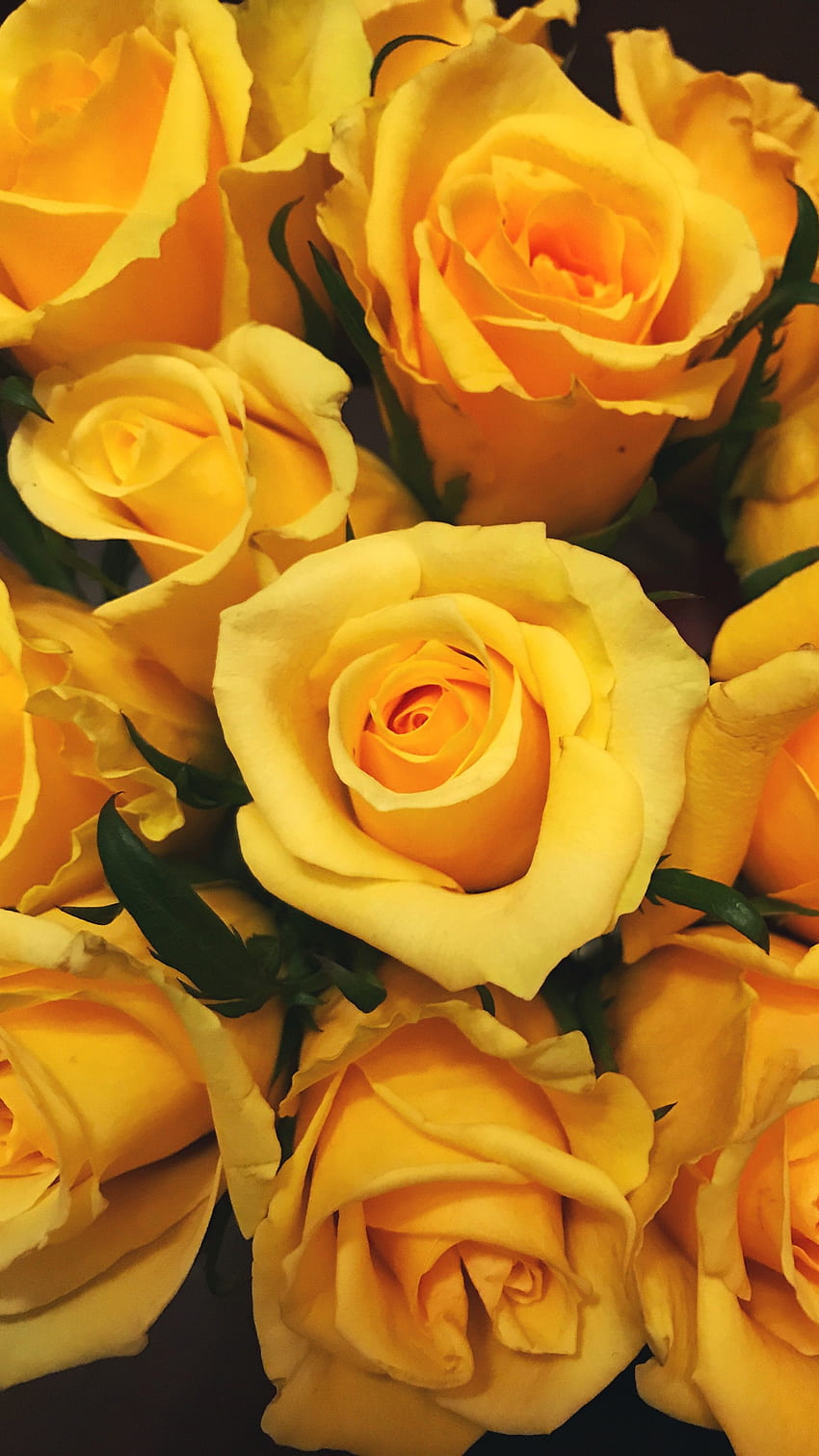Gelbe Rose, schön HD-Handy-Hintergrundbild