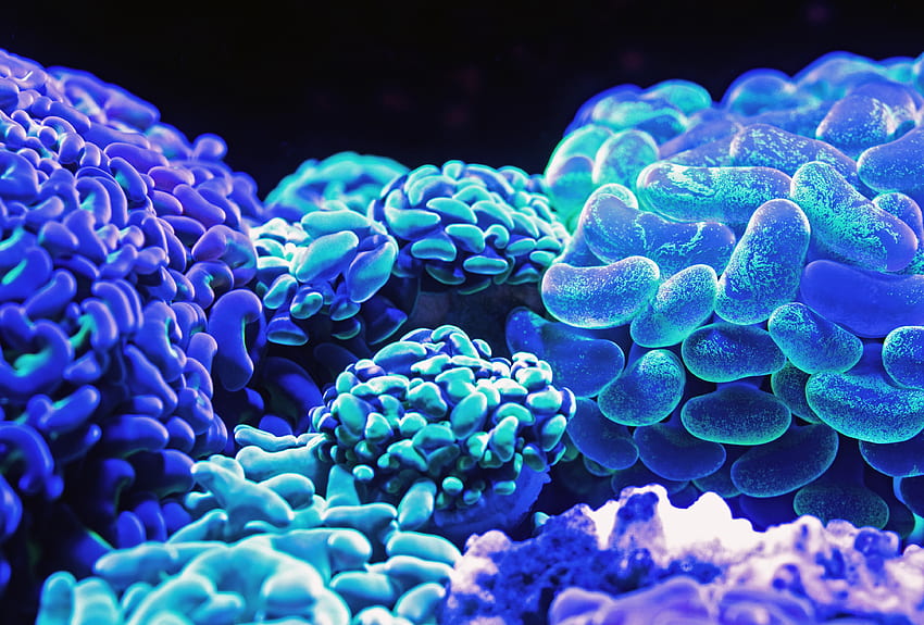 luminescente, fundo, azul coral papel de parede HD