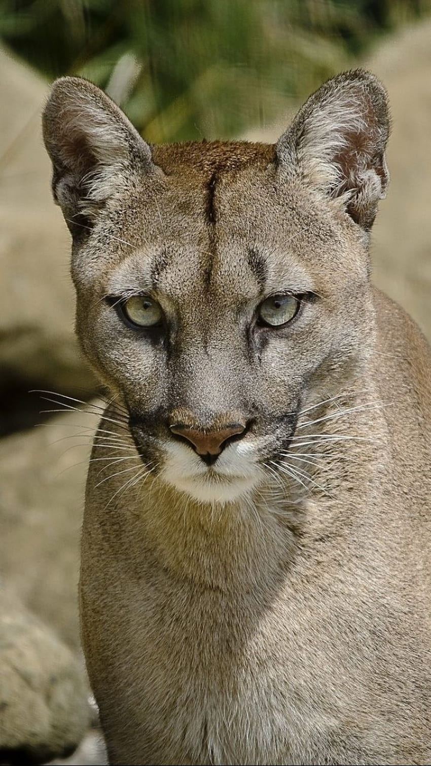 Animal Cougar (), Puma Animal HD phone wallpaper