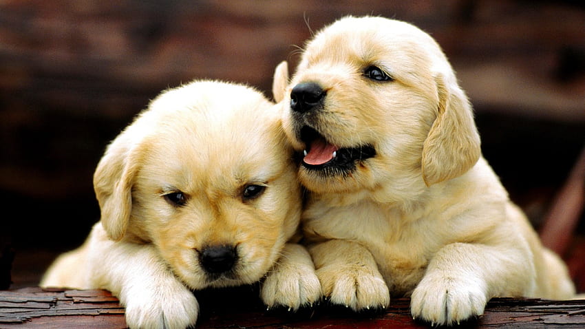 ADORABLE PUPPIES, labs, puppies, adorable, pets HD wallpaper