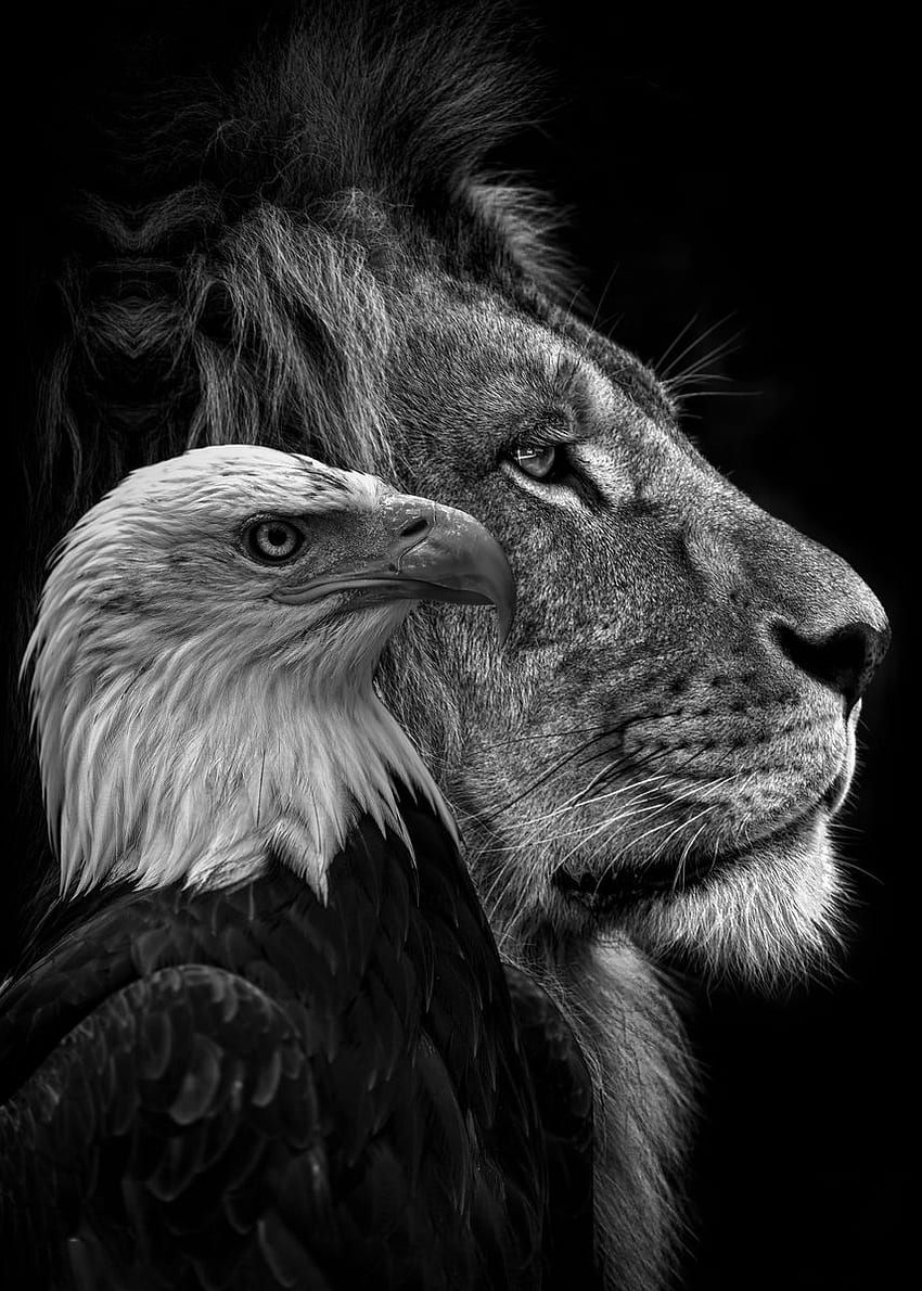 Pôster de rostos de leão e águia pretos. impressão de arte pelo estúdio MK. Displate em 2021. Cara de águia, Águia, Águia Papel de parede de celular HD