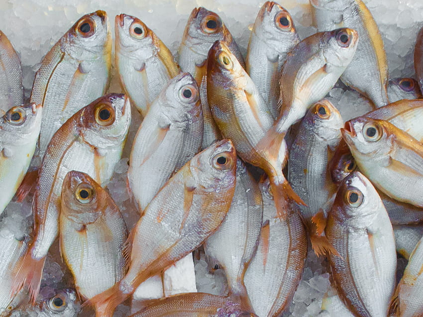 20, Най-добър рибен пазар · 100% s HD тапет