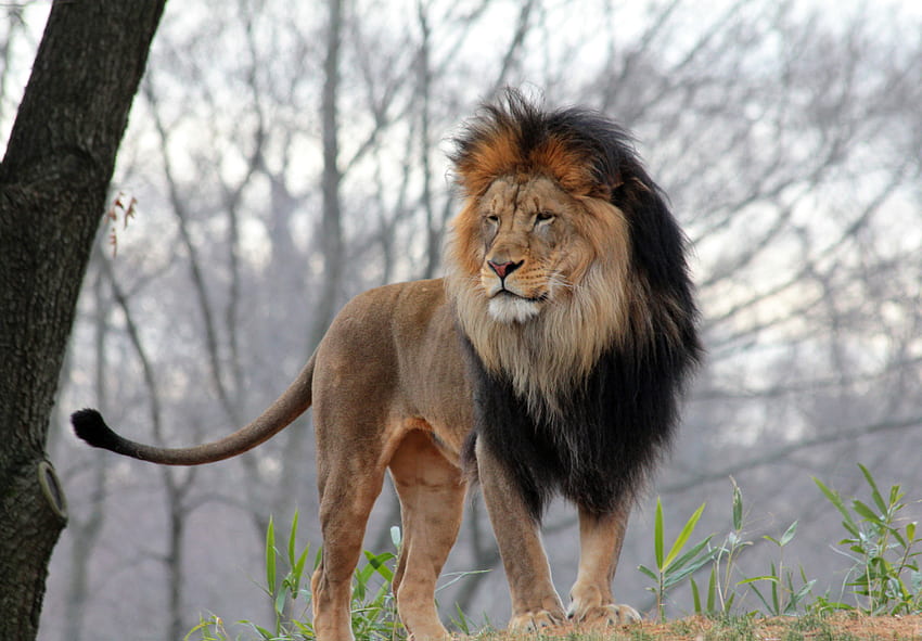 Aslan, cat, lion, wild, narnia HD wallpaper