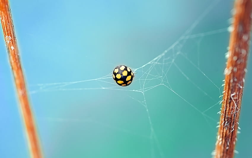 Web, Macro, Insect, Ladybug, Ladybird, Bug, Beetle HD wallpaper