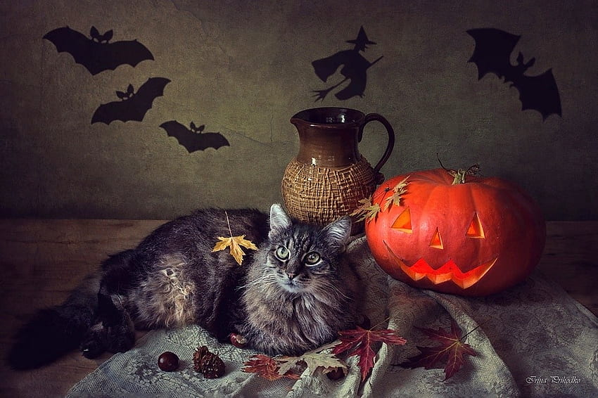 Happy Halloween!, animal, shadow, daykiney, cat, orange, witch, pisica, halloween, pumpkin HD wallpaper