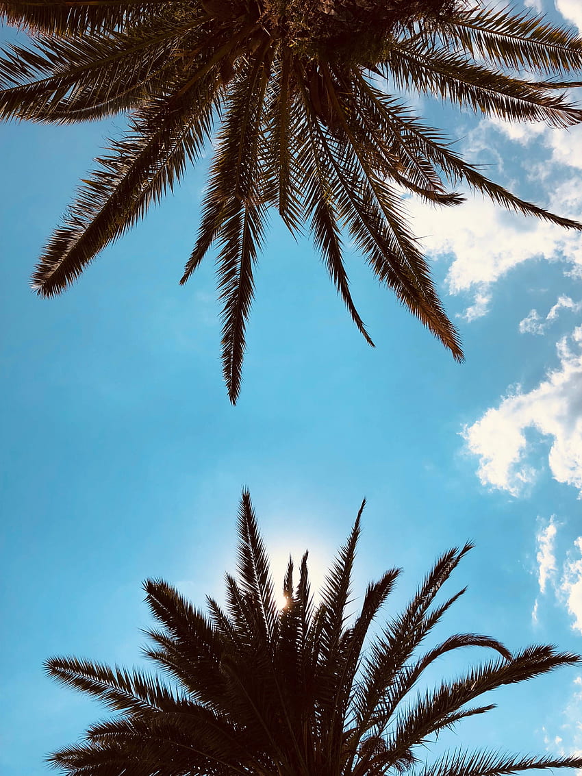 自然, 空, 雲, ヤシの木, 枝, 熱帯地方, 底面図 HD電話の壁紙