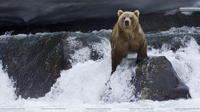 Кафява мечка търси храна за сьомга, Камчатка, Русия HD тапет