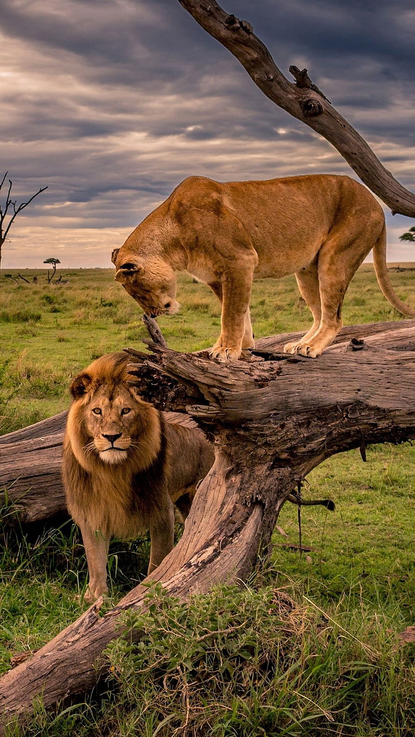 Lion and lioness, Africa, wildlife U HD phone wallpaper
