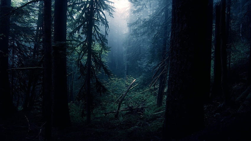 bosque oscuro en la noche