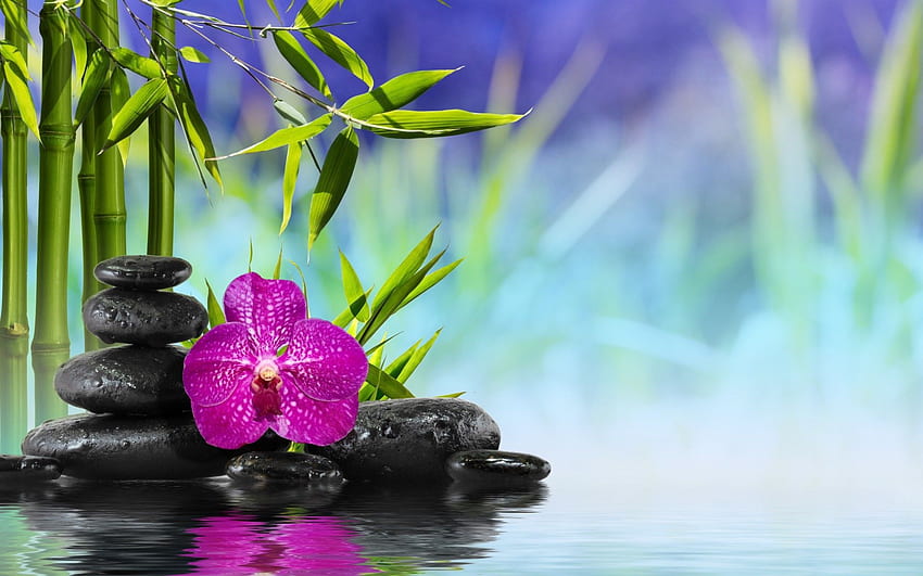 spa, zen, stones, bamboo, flower, orchid, water, reflection. FENG HD wallpaper