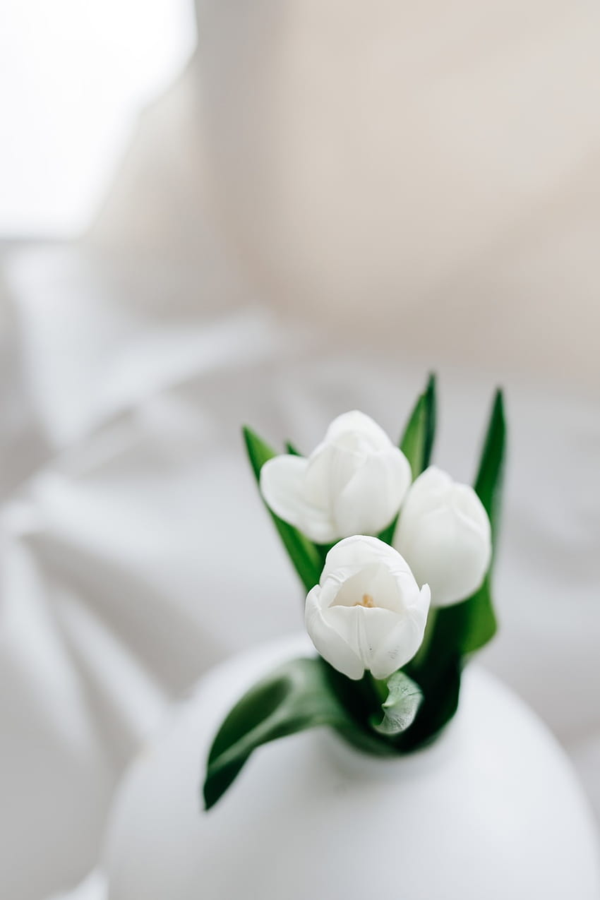 White Tulips HD phone wallpaper
