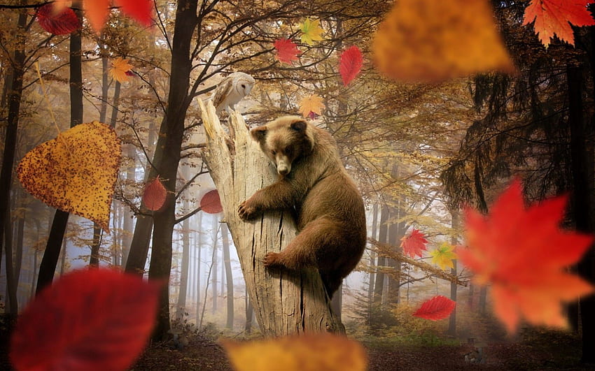 Forest, Animals, Trees, Autumn, Leaves, Owl, Mashrooms, Bear, Leaf Fall, Fall HD wallpaper
