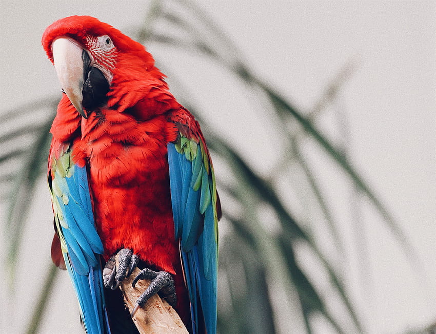 Animals, Parrots, Bird, Tropical, Macaw HD wallpaper