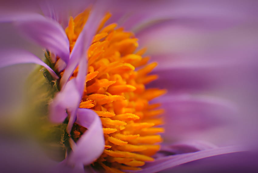 Flower, Macro, Bud, Close-Up, Pollen HD wallpaper