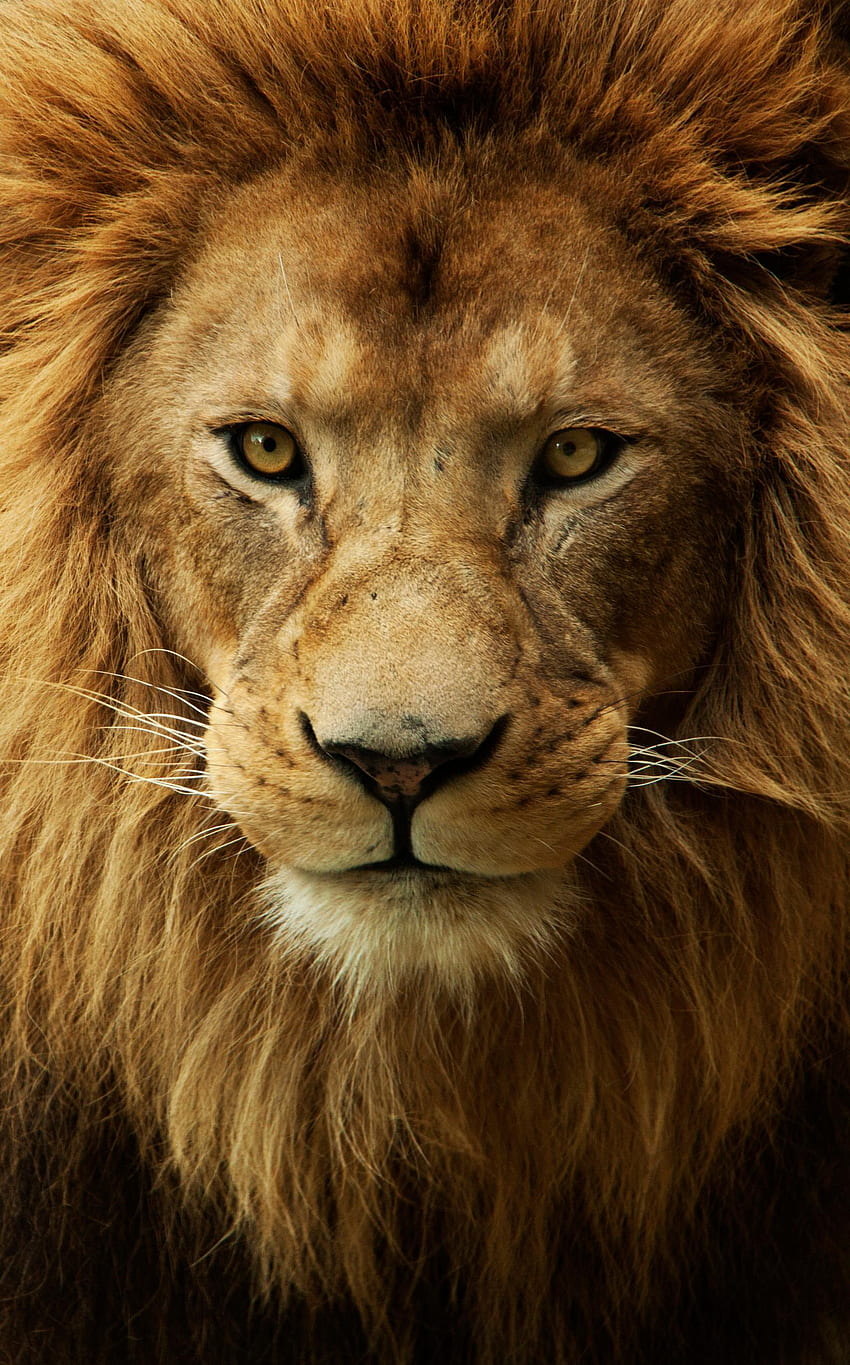 Angry Lion, Angry Face HD phone wallpaper | Pxfuel