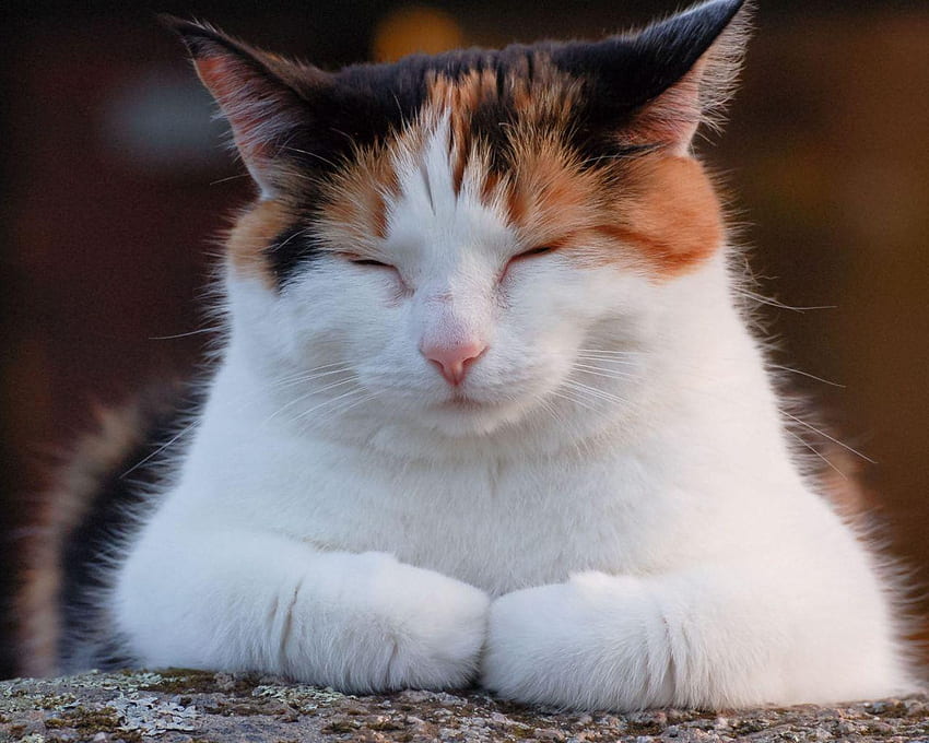 Calico cat HD wallpapers  Pxfuel