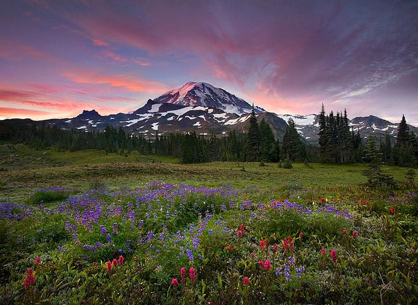 Sky, trees, nature, flowers, mountain, blur, plants, wild, vegetation ...