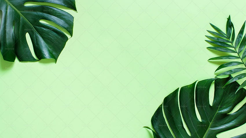 Monstera y Palm Leaves Background Stock Motion Array [] para su, móvil y tableta. Explore el de las hojas. hojas, hojas, con hojas fondo de pantalla