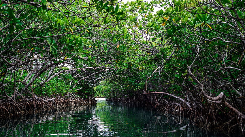 manglar de pantano de manglares, manglares y pantanos de manglares fondo de pantalla