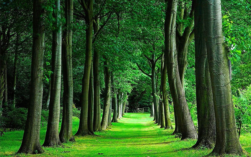 Tree Nature Landscape Forest Trees Tumblr – Pembersihan Talang Kimbrough (248 557 2460) Wallpaper HD