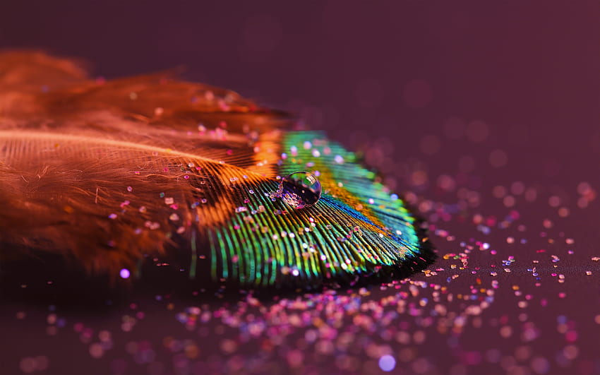 Peacock feather, close up HD wallpaper
