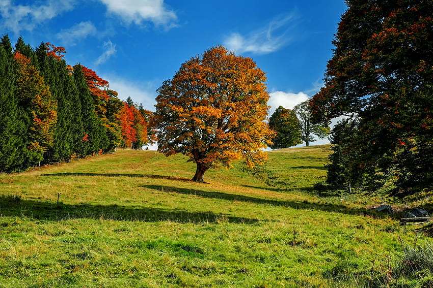 Природа, Есен, Дърво, Гора, Дърво, Идилия HD тапет