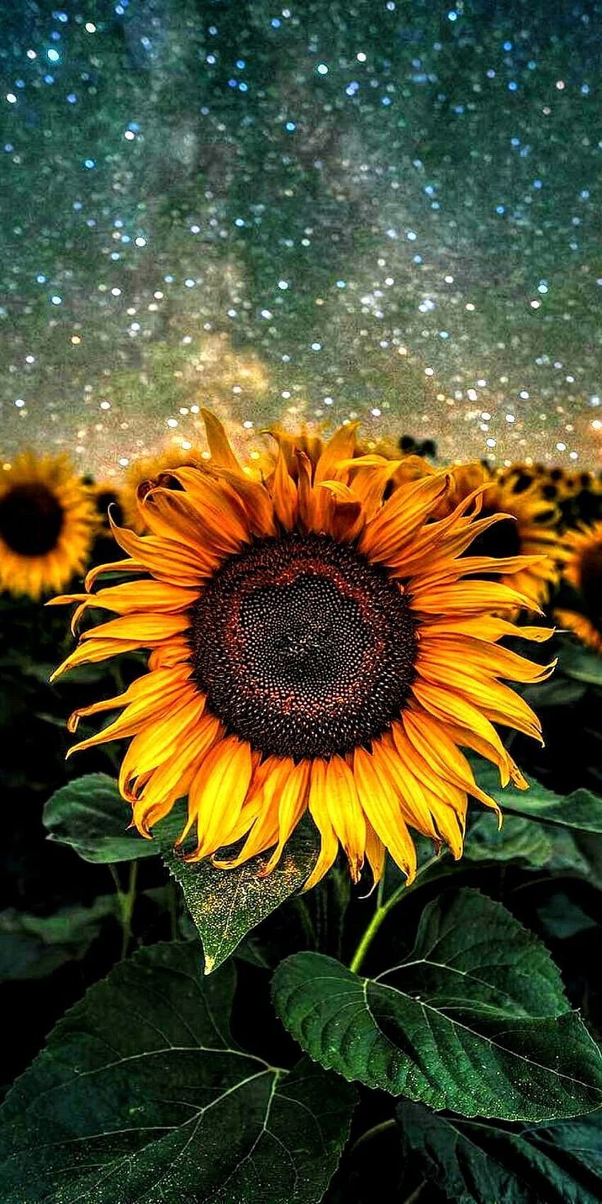 Aesthetic Sunflower - Largest Portal, Dog Aesthetic Sunflower HD phone wallpaper