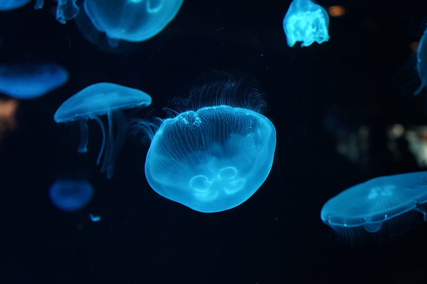 Animals, Jellyfish, Underwater World, Handsomely, It's Beautiful HD wallpaper