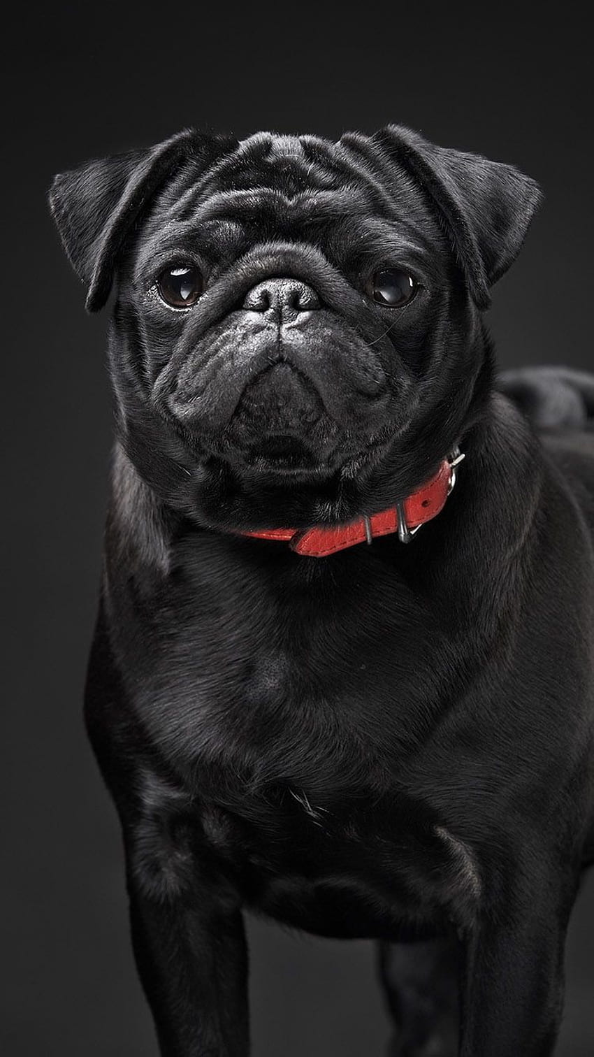 TIPPEN UND APP ERHALTEN ⬆️ Stilvoller schwarzer Hund auf schwarzem Hintergrund, schwarzer Mops HD-Handy-Hintergrundbild
