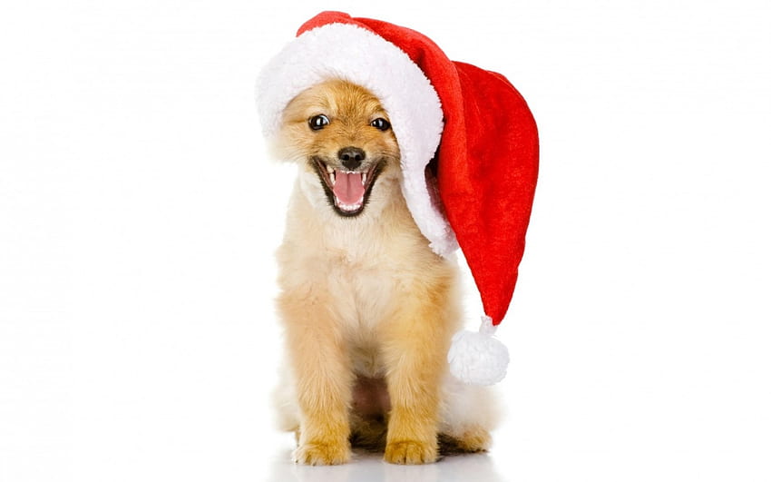 メリー クリスマス!、犬、動物、クラシオン、かわいい、子犬、クリスマス、赤、面白い、サンタ、帽子 高画質の壁紙