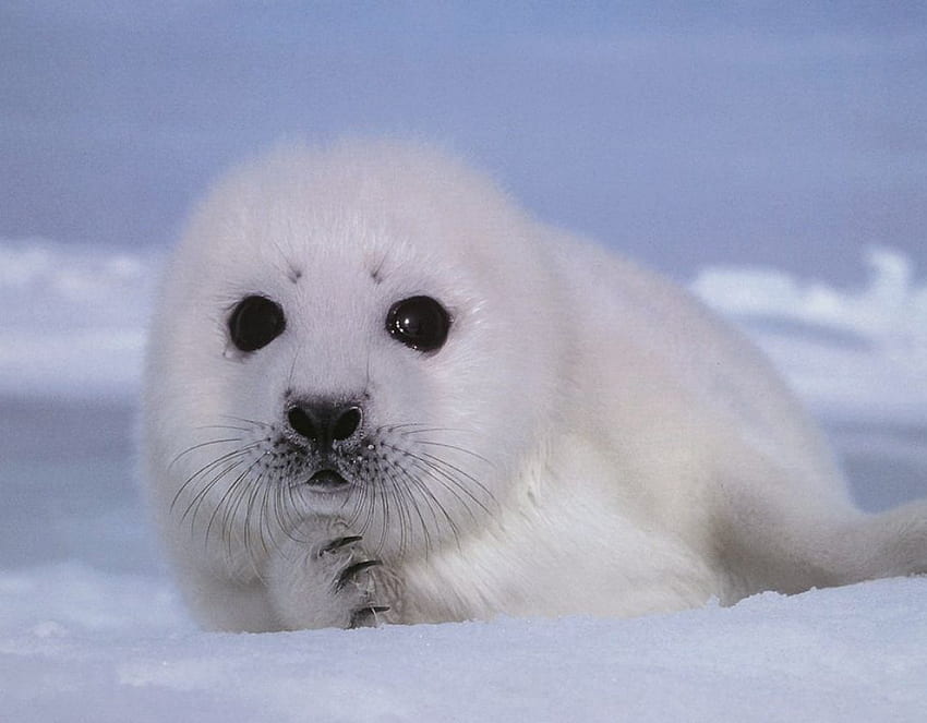 Baby Seal, Baby Harp Seal HD wallpaper