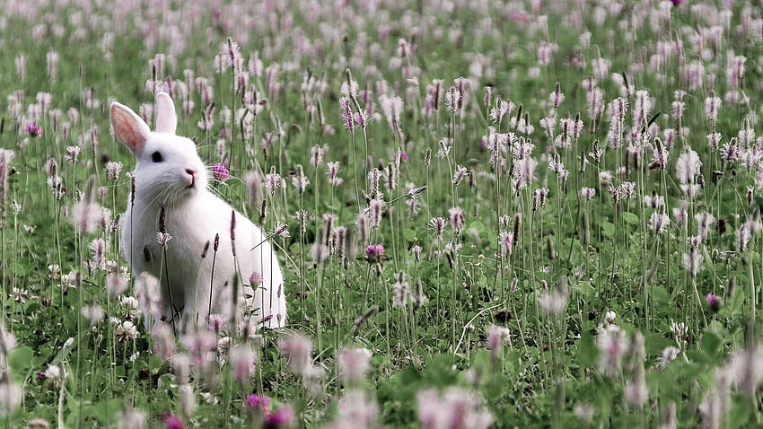 Zwierzęta, kwiaty, trawa, siedzieć, zając Tapeta HD