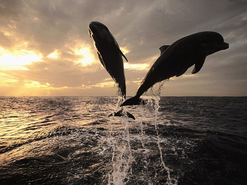 делфини, море, животни, природа, залез HD тапет