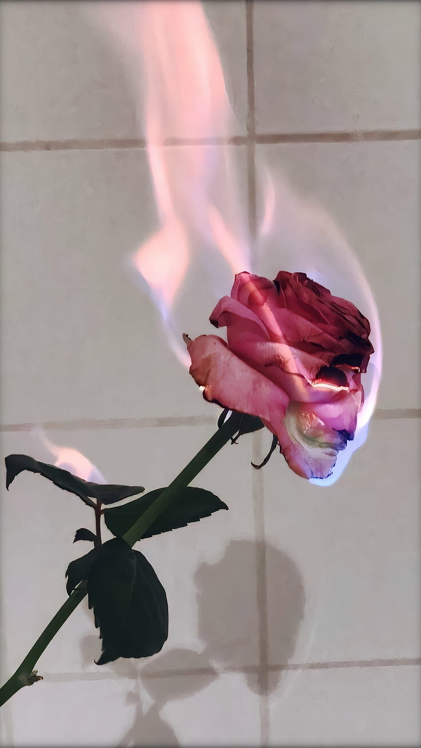Flower. Aesthetic roses, Rose , Flowers graphy, Water Aesthetic Tumblr Rose HD phone wallpaper