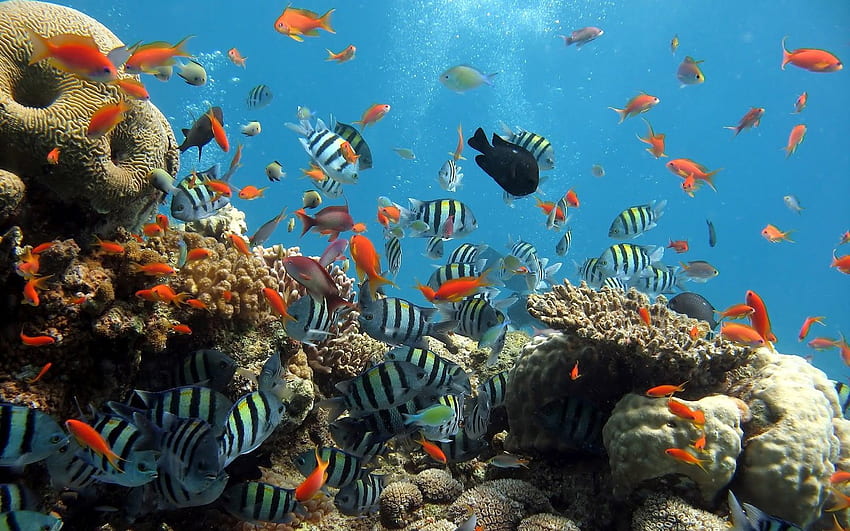 Okyanus Yaşamı . Balık Bitkileri Gibi Deniz Dibinde Okyanus Yaşamı Deniz Yaşamı. Akvaryum Arka Planı, Balık , Sualtı, Deniz Biyolojisi HD duvar kağıdı