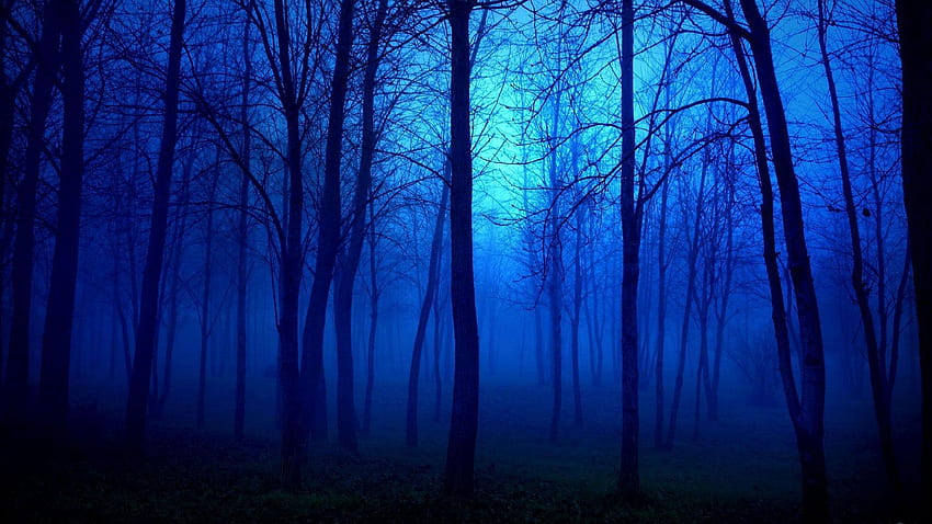 bosque oscuro animado de alta calidad con alta resolución en dreamy y fantas. Gráfico de paisaje nocturno, paisaje nocturno, bosque nocturno, hermoso bosque oscuro fondo de pantalla