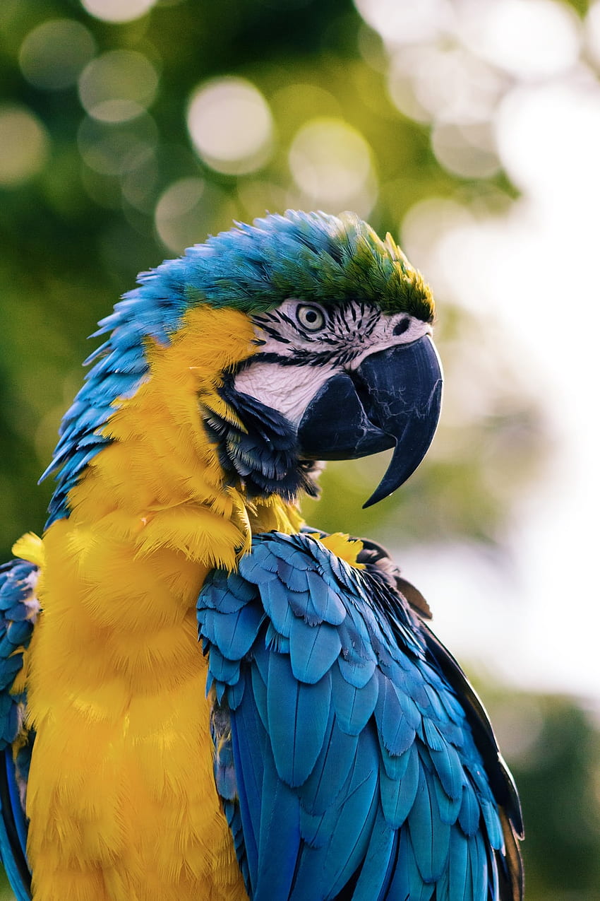 Papuga Amazonka, słodka papuga Amazonka Tapeta na telefon HD